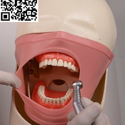 هد فانتوم آموزش دندانپزشکی ( جهت استفاده روی میز لابراتواری ) Fantom_Lab
